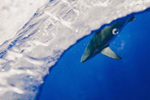 selective focus photography of gray shark